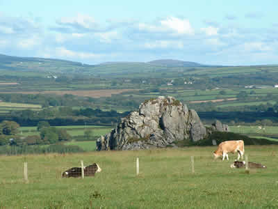 Lion Rock and some cows